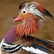 Игра Пазлы утки Игра Пазлы утки