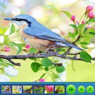 Игра Птицы: найди фрагменты картинок