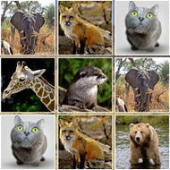 Игра Меморина: животные джунглей