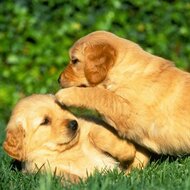 Игра Милые собаки: пазлы