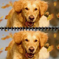 Игра Найди отличия собаки