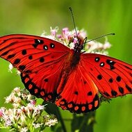 Игра Пазлы бабочки