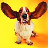 Игра Пазлы кошки и собаки