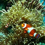 Игра Поиск цифр в подводном мире