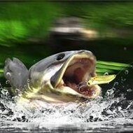 Игра Рыбалка в заводи