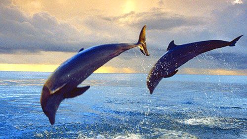 Игры Про дельфинов Игры Про дельфинов